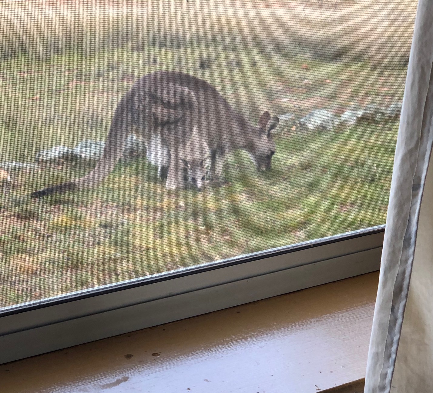 Vistors outside my window