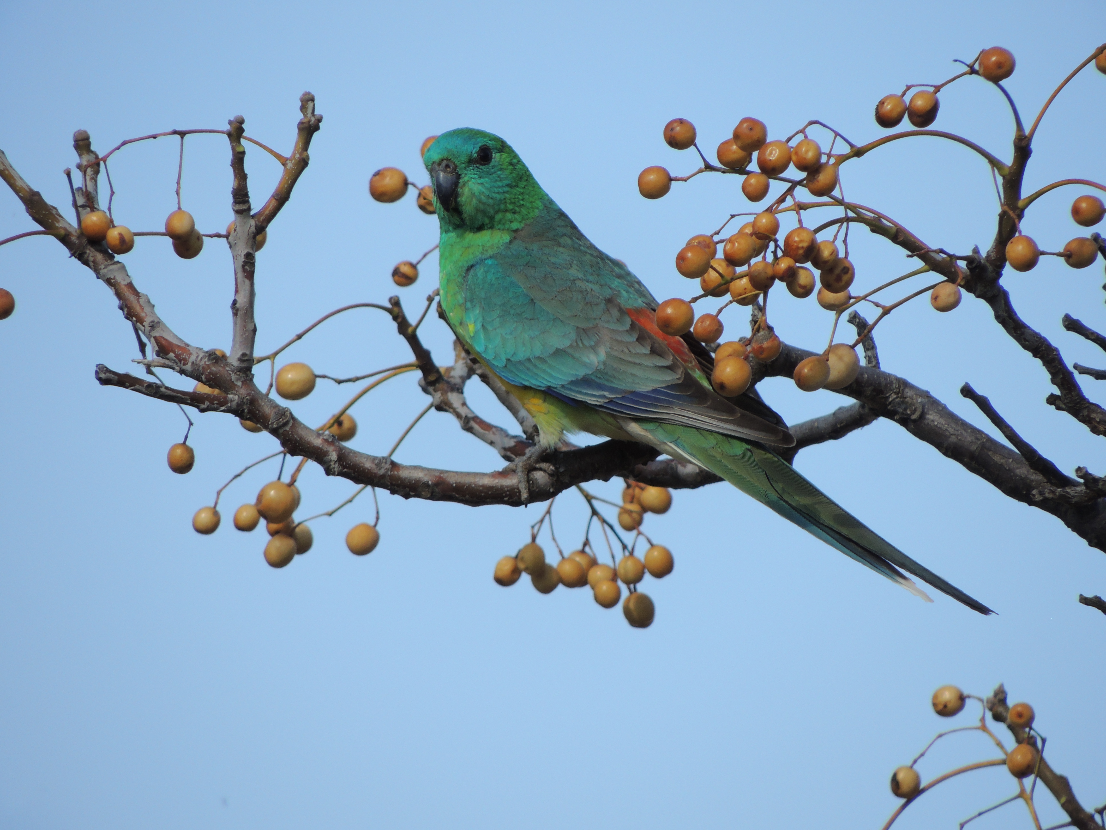 turquoise parrot